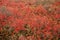 Red fall foliage in heath barrens on Moosic Mountain, Pennsylvania