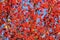 red fall rowanberry branch. background of red fall rowanberry. fall season with red rowanberry