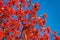 red fall rowanberry branch. october red fall rowanberry. fall season with red rowanberry