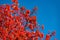 red fall rowanberry branch. red fall rowanberry. fall season with red rowanberry. copy space