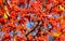 red fall rowanberry branch. red fall rowanberry. fall season with red rowanberry. macro