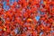 red fall rowanberry branch. red fall rowanberry. fall season with rowanberry