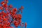 red fall rowanberry branch. season red fall rowanberry. fall season with red rowanberry