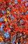 red fall rowanberry branches. red fall rowanberry. fall season with red rowanberry