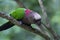 Red fan parrot also known as the hawk-headed parrot, is an unusual New World parrot hailing from the Amazon Rainforest.