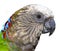 Red-fan parrot (Hawk-headed Parrot)