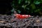 Red fancy tiger dwarf shrimp stay alone on aquatic soil with green aquatic plant in fresh water aquarium tank. Red fancy tiger