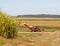 Red farm cane harvester on sugarcane plantation