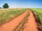 Red farm road between barley fields. Dusty dirt road through