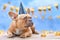 Red fawn French Bulldog with birthday part hat in front of blurry blue background with garlands and party streamers