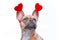 Red fawn French Bulldog dog wearing funny Valentine headband with hearts on white background