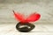 Red feather on black stones