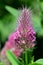 Red feather clover Trifolium rubens