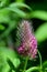 Red feather clover Trifolium rubens