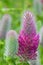 Red feather clover, Trifolium rubens, flower close-up