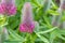 Red feather clover, Trifolium rubens, flowering
