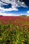 Red Feather - Trifolium Rubens Field