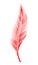 Red feather on white background, isolated. letter, flight