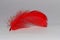 red feather on white background meaning red