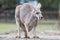 Red female kangaroo with a full pouch