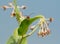 Red-femured Milkweed Borer beetle on milkweed