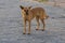 Red feral dogs, on the Sinai Peninsula in Egypt.