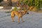 Red feral dogs, on the Sinai Peninsula in Egypt.