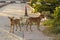 Red feral dogs, on the Sinai Peninsula in Egypt.