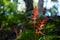 Red fern fronds unfurling