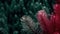 Red fern leaves. Pine branches on dark backdrop of young pine forest.