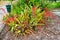 Red fern plant in Florida largo plant garden