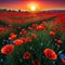 a red field of poppies with the sun rising behind