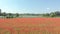 Red Field Of Poppy Flower