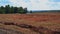 Red field under the blue sky. Harvested buckwheat
