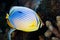 Red-fin Butterfly-fish, Maldives