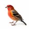 Red Finch Hunting: Creative Commons Attribution Bird Specimens In Bold Patterns