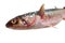 Red-finned mullet (Mugil soiuy, Redlip mullet (Liza haematocheilus