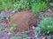 Red Fire Ant Mound in Alabama