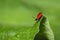 A red fire-coloured beetle sits on the bulge of a green leaf.