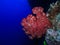 Red Fire Coral on Great Barrier Reef Australia