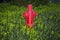 Red fire hydrant on a background of green grass. Fire hydrant or fire pump, represents the point of connection, through which fire