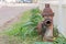 Red Fire Hydrant Water Pipe on Street