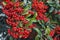 Red firethorn (pyracantha) fruits
