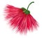 Red firework flower. Exotic calliandra plant blossom