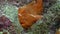 Red Fish Angler Anglerfish Hunt on rocky reef.