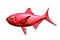 Red fish isolated