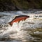 Red fish salmon trout jumps out of a mountain stream, a beautiful bright fish, a good background