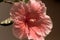 A red five-petaled hibiscus flower isolated