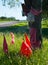 Red flags in honor of Gauchito Gil, Argentina