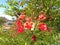 Red Flamboyant Flower - Plants - Nature - Tree.